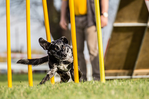 Agility
