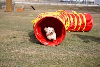 Agility